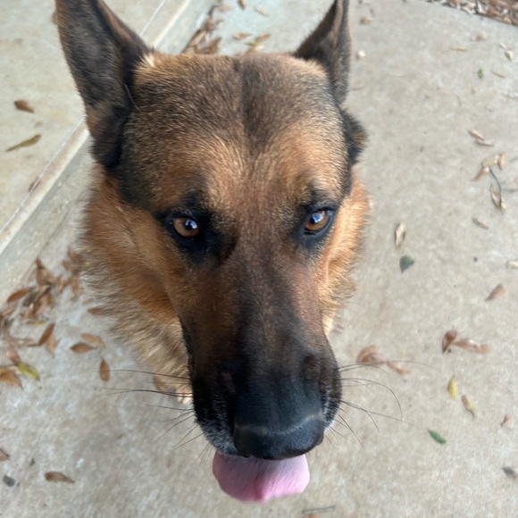 Meet your Posher, Paisyn - Picture 4 of 13